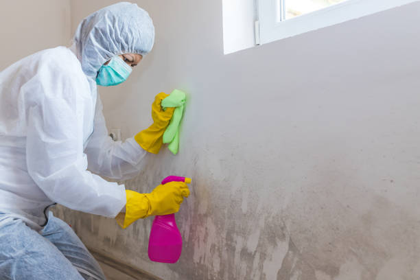 Best Comprehensive Air Testing for Mold Contaminants  in Andrews, NC