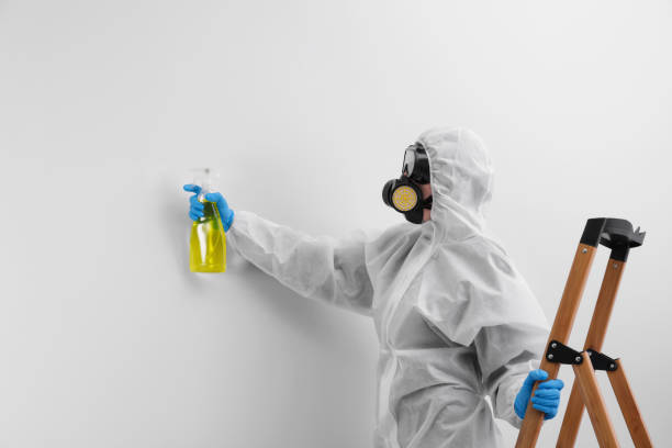 Best Black Mold Removal  in Andrews, NC