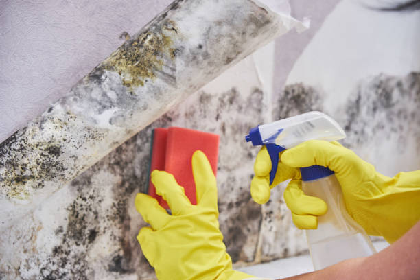 Best Mold Remediation for Healthcare Facilities  in Andrews, NC